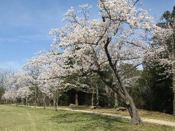 写真：4月12日の赤坂山公園芝生広場。遊歩道に沿って満開の桜並木があります