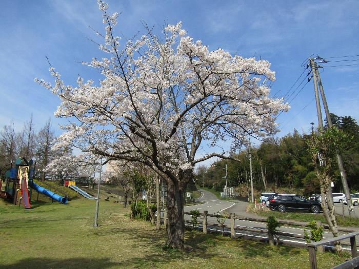 写真：4月12日の赤坂山公園標準木。満開です。