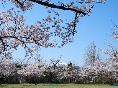 写真：4月14日の赤坂山公園芝生広場。満開の桜並木の奥に、積雪の残る米山は見えます