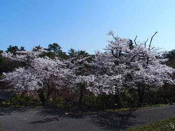 写真：赤坂山公園の入り口にある数本の桜の木があり、満開の枝が集まり、見ごたえがあります