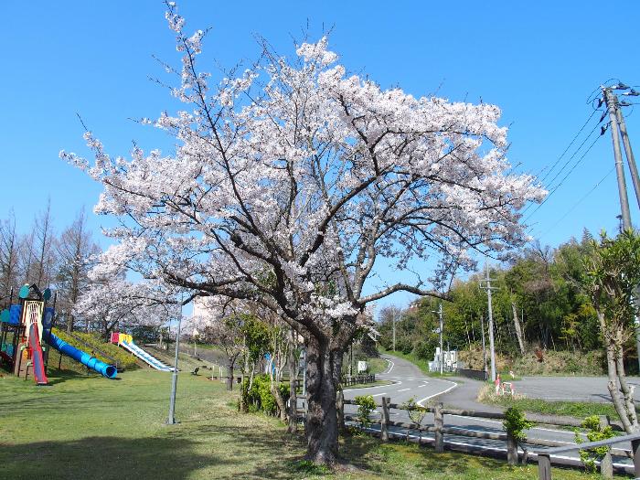 写真：4月14日の赤坂山公園標準木。満開で見ごろを迎えています