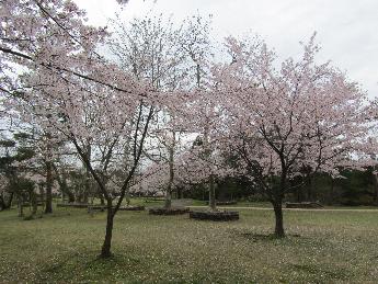 写真：4月16日の赤坂山公園の芝生広場。芝生の上に、桜の花びらが散っています