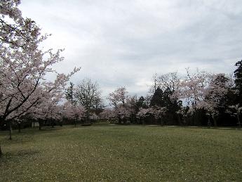 写真：4月16日の赤坂山公園の芝生広場。奥に桜の木が並び、真ん中広がった芝生の上に、散り落ちた桜の花びらが見えます。