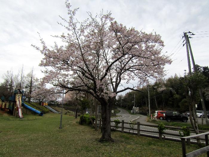写真：4月16日の赤坂山公園の標準木。散り始めています。