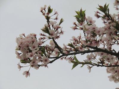 写真：4月16日の標準木の枝先。満開の桜のそばで、花びらが散ったあとのガクと小さな葉が見え始めました