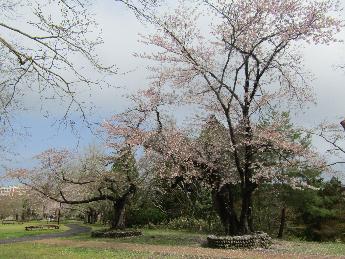 写真：4月17日の赤坂山公園の芝生広場。満開が過ぎています