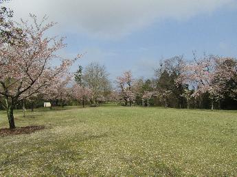 写真：4月17日の赤坂山公園の芝生広場。広場を囲むように桜の木が並んでいます。芝生の上には散った桜の花びらが広がっています