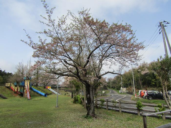 写真：4月17日の赤坂山公園の標準木。満開が過ぎ、小さな葉が見えるようになりました。
