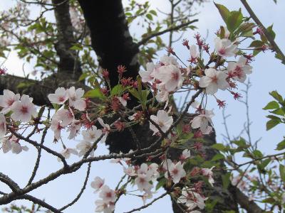 写真：4月17日の標準木の枝先。残った花と同じくらいの大きさの葉っぱが見えます