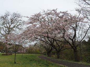 写真：4月18日の赤坂山公園の芝生広場。満開のころが過ぎ、若葉が目立ち始めています。