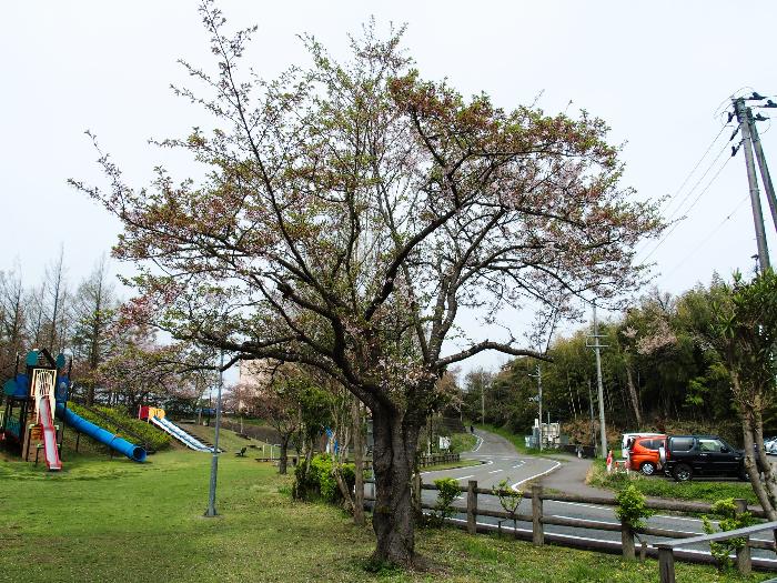写真：4月18日の赤坂山公園の標準木。5割程度で花が散り、若葉が目立ち始めました。