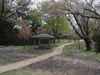 写真：4月18日の赤坂山公園の遊歩道沿いに咲く桜。ソメイヨシノは葉桜になりつつありますが、東屋の脇にある八重桜が濃い桃色の花を咲かせ始めています。