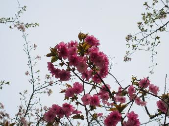 写真：4月18日の赤坂山公園の八重桜。濃いピンク色で花ビラがいくつも重なった八重桜が咲き始めています