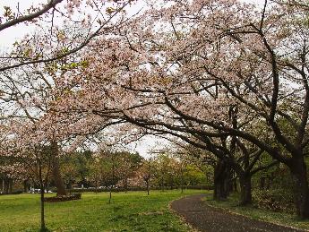 写真：4月19日の赤坂山公園の芝生広場。遊歩道の脇に植えられた桜のうち一部だけ、まだ花が楽しめます