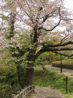 写真：松雲山荘に続く小道のそばに植えられた桜の大木。まだ少し花が残り、散り落ちた桜の花びらで小道がピンク色に染まっています