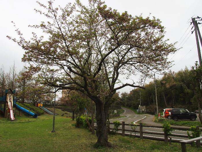 写真：4月19日の赤坂山公園標準木。葉桜の状態です