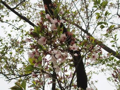 写真：4月19日の赤坂山公園標準木の枝先。ほとんどの花が落ち、若葉が芽吹いています