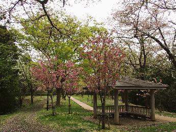 写真：新緑の中で、東屋の脇に植えられた八重桜が濃いピンク色の花を咲かせています