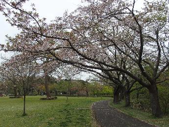 写真：4月21日の赤坂山公園。枝を大きく広げたソメイヨシノ。少し花びらが残っています。