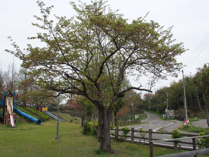写真：4月21日の赤坂山公園の標準木。葉桜です。