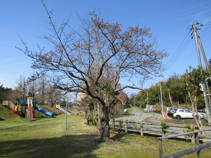 写真：4月4日に赤坂山公園の標準木。上部の枝先のつぼみの膨らみが目立つようになりました