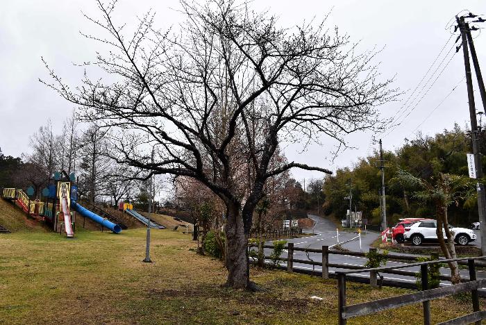 写真：赤坂山公園の桜の標準木。つぼみは硬く閉じたままです