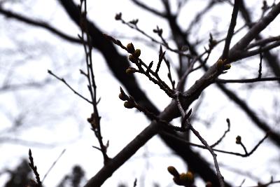 写真：桜の枝のアップ画像。枝先のつぼみは硬く閉じたままです