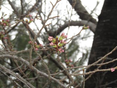 写真：赤坂山公園の桜のつぼみの拡大写真。膨らんだつぼみからピンク色のガクが見えます。