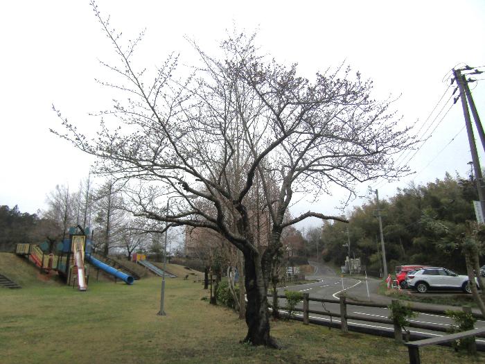 写真：赤坂山公園の桜（標準木）。枝先についたつぼみの膨らみが目立ち始めています
