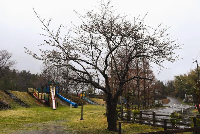 写真：赤坂山公園の標準木（4月2日）。しっとりと雨に濡れています