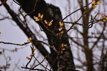 写真：赤坂山公園の桜の枝についたつぼみ。大きく膨らんだつぼみの先端に、ピンク色をした花びらの色が見えます