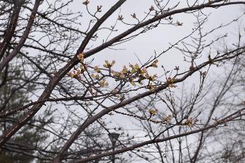 写真：赤坂山公園の桜。枝先に少しだけ膨らんだつぼみがたくさんついています