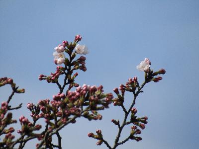 写真：標準木の枝先。つぼみが大きく膨らみ、4～5輪ほどの花が開いています。