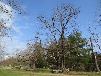 写真：赤坂山公園の桜の大木。数輪が開花していますが、全体的につぼみの状態です。