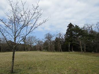 写真：赤坂山公園の芝生広場を囲むように桜の木が並んでいます。開花はしていません。