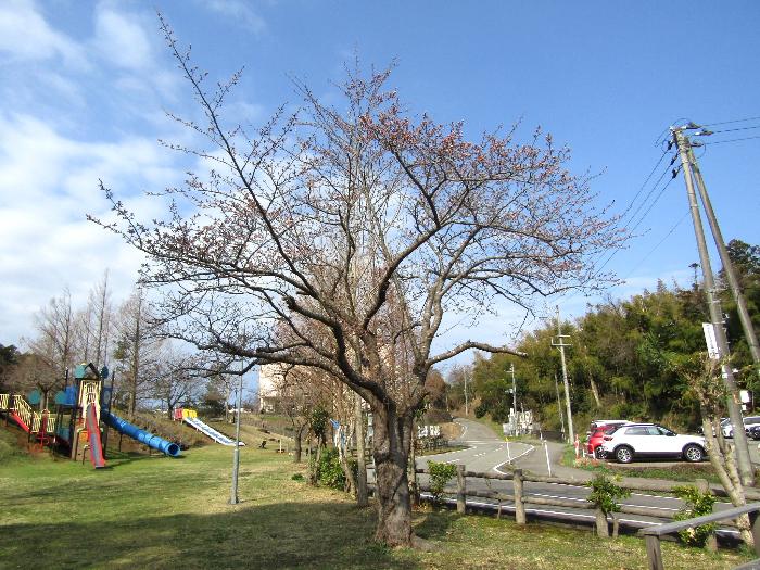 写真：赤坂山公園の標準木（4月3日）。枝先に大きく膨らんだつぼみが目立ち始め、数輪の開花が見られます。