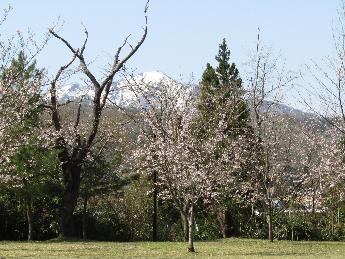 写真：満開の桜の木と雪を抱いた米山