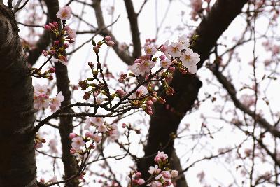 写真：赤坂山公園の標準木の枝先。つぼみと開花した桜が半々程度です。