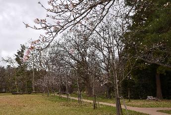 写真：赤坂山公園の芝生広場の桜。写真左奥に桜並木が続いています。全体的にまだ咲き始めです