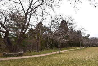 写真：赤坂山公園の芝生広場の桜。写真左側に大木があり、右奥に桜並木が続いています。全体的にまだ咲き始めです