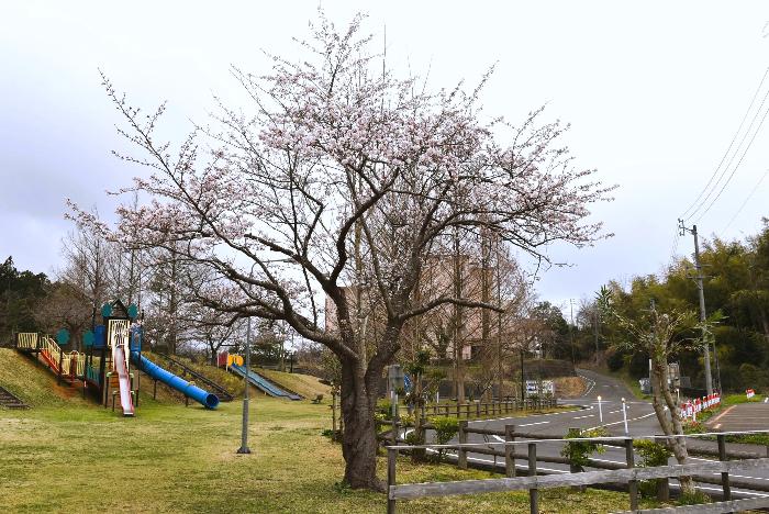 写真：4月5日の赤坂山公園の標準木。五分咲きの状態です。