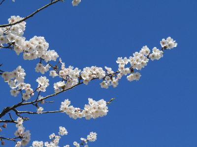 青空と満開の桜の枝のアップ写真