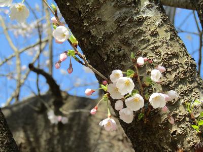 写真：桜の幹の鈴そばで咲く桜。つぼみは3割程度です