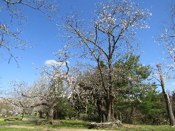 写真：写真中央に桜の大木（一分咲き）があり、左奥に桜並木（三分咲き）が続いています。