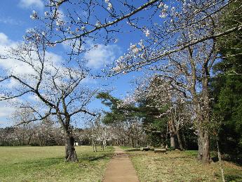 写真：中央に小道が続き、その両脇に桜の木が並んでいます。全体的につぼみの枝が多く、三分咲き程度です。