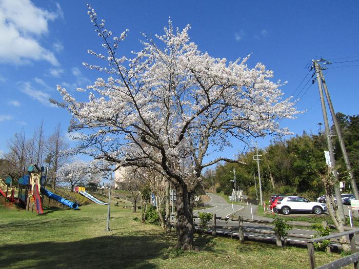 写真：赤坂山公園の標準木（4月8日）。青空に満開の桜が映えます。