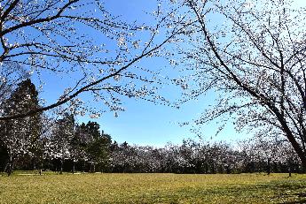 写真：芝生広場を囲むように桜が並んでいます。五分咲きです。