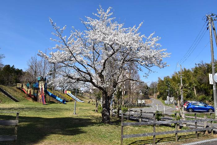 写真：4月9日の赤坂山公園標準木。見頃です。