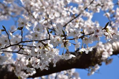 写真：4月9日の赤坂山公園の標準木。枝先には少しのつぼみがありますが、ほぼ満開です。