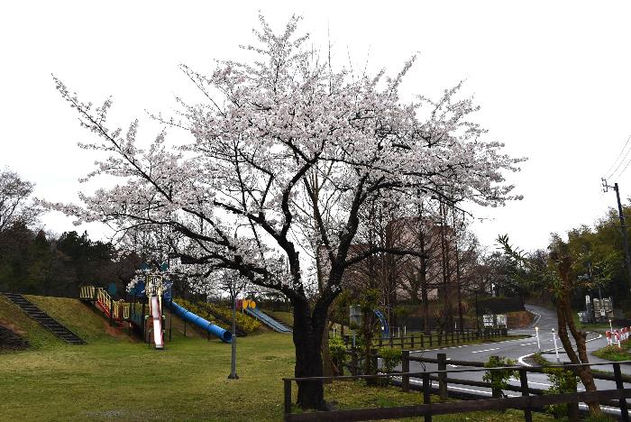 写真：4月10日の赤坂山公園の標準木。朝からの雨で、満開の桜がしっとりとしています